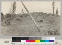 White fir reproduction plot on 1922 cut-over lands of Madera Sugar Pine Company. Continued sheep grazing may be the only reason that reproduction did not follow logging. 1925