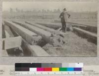 Redwood timbers removed from a bridge near Sonoma, California. Built about 1850, removed 1921. Timbers are sound except at a few ends and will be used in another bridge. Man is Mr. Adler of Sonoma. E.F. 1921