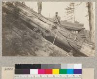 Redwood Utilization Project. Tree #285. Showing portion beyond 5th log which is badly split and will probably be left. E. Fritz, September 1929