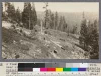 A view showing a piece of cut-over land covered with bear clover also known as mountain misery (Chamaebatia foliolosa). This shrub takes possession of vast areas of open hillsides in the Sierras and presents a great fire hazard because of its tarry nature. Samples were collected from this area and shipped to the Leather and Paper Lab in Washington for an examination of the tannic acid content of the shrub. Located in Section 28 T 3 N R 17 E. The picture was taken looking east across the north fork of the Tuolumne River and over the Madera Lumber Company's mill (shown in #2658)