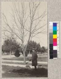 Deputy State Forester Pratt and a 7-year old Burbank Royal hybrid walnut on the street in Madera, California The young live oaks in the background are the same age. Nuts from this walnut were planted in the Berkeley nursery in March. 1921
