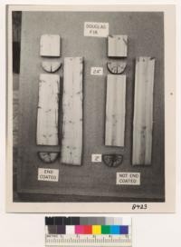 Plate of penetration of pentachlorophenol in Douglas fir. Posts sawed in two after treatment. Treatment to 30" depth. Sections in photo are of the treated portion only. June 1950. Grah