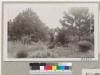 The Charles Davis pine plantation near Lompoc, Santa Barbara County. While mostly Coulter pine, some pondersa and Torrey pines and redwood were used. The ponderosa pine shown in the picture produced a large crop of cones in 1950. Redwoods nearby had dead tops or had died completely. Sept. 1950. Metcalf