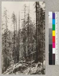 Redwood Utilization Study. The form of redwood. Tree to left of center is #392 and tree to its left is #____. Trees have just been fire killed and foliage has dropped off revealing the fullness of the trunk. Age [sic] E.F. July, 1928