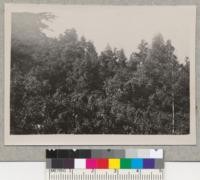 Reproduction of Cedrus Atlantica under-cover of Quercus ilex. Young cedars shooting through the cover of oaks