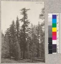 Sugar pine reported to be 9'4" in diameter, Caldor Company. May 1923