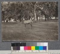 Fine old grove of valley oaks, Quercus lobata, near Durham Station, Butte County, used as enclosure for herd of elk. Sept. 1918