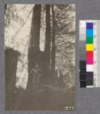 Secondgrowth Redwood Yield Study. Eureka Park - plot #9. A mixed stand of fir, spruce and redwood - 48 years old - 91 thousand board feet per acre. Note the vigorous sprout growing from the top of a high stump. Oct. 1922