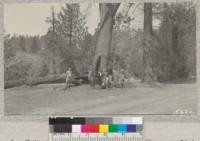 San Fernando University Club on a hike near Idylwild, San Bernardino National Forest. Large black oak scarred by fires. April 1933. Metcalf