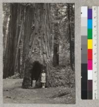 Goosepen redwood tree in Bolling Grove. Redwood Highway near Myers. 7-13-32, E.F