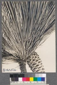 Series A. 12 and 11. Pinus paulustris. Long leaf pine. 1919