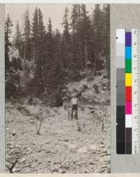 A hydraulic mine wash abandoned over 25 years, near Camp Califorest, showing some of the yellow pine reproduction on the loose and stony soil of the alluvial fan. July, 1926