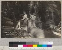 Making split shakes of redwood near Humboldt County. The man in the middle is shown using a frow splitting a shake from a bolt