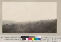 Forest types in Santa Cruz County. North slope of Bear Creek from Bear Creek road shwoing Redwoods in woodland. Time 1/25 sec. F 7.7. May 1930. T.M. Tyrrell