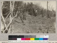 Nevada County. Edge of burn (Oct. 22 & 23, 1925) on Lady Jane Ranch. Most of rye has disappeared, and the herbaceous vegetation chiefly consists of Brassica and Epilobium. 4-6-28. H.E.M