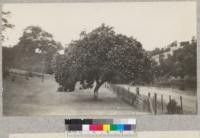 A California Buckeye in full bloom. 16" diameter; crown 30' across. On redwood highway, Mendocino County, California. 5 mi. S. of Ukiah. E. Fritz, June 1929