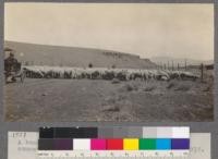 A band of Lincoln sheep coming off the higher summer range. Near Antone, Oregon. September 10, 1918
