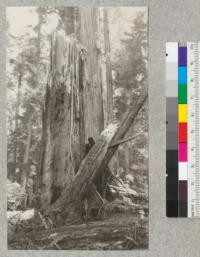 Redwood Utilization Study. A redwood stub on west edge of experimental area, broken. Shows extent of spot rot, both on surface of goose-pen (deeper charred holes) and in solid wood above. E.F. July, 1928