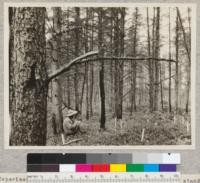 Experimental planting plot of White Pine, under pure stand of Jack Pine. Cloquet Experiment Station. Minnesota