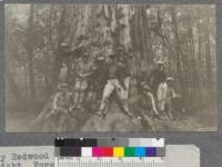 Forestry 104 class in front of a big one, 1920