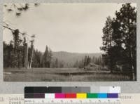 Looking south and up the meadow of Little Schneider Creek in the northeast corner of Section 26. Near Camp Califorest. July, 1926