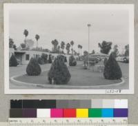 A typical example of trees used in the desert are those at Holtville Motor Court. Chinese arborvitae around the flooded lawn area, Date palms and Mexican Washington palms with valley cottonwood and red gum eucalyptus on the skyline. Hibiscus and pyracantha against the cabins. Metcalf. Dec. 1952