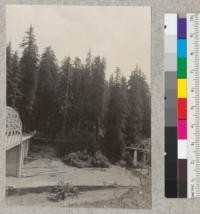 A series of 8 views (#4636-4643) of tops of trees of Dyerville Flat, Redwood Highway. Taken from high bank above road at north end of new bridge over South Fork Eel River near its mouth. E. F. July 17, 1932