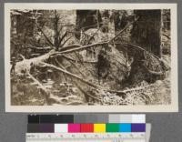 The crown of an overtopped hemlock showing the height growth after the tree has been shut in. Tsuga heterophylla, Oregon. C.P. Cronk