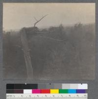 A close up view of Eagle's nest taken from nearby hemlock. Douglas Lake, Michigan