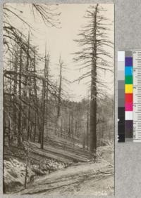 A fine stand of Jeffrey Pine along the Rim of the World Drive in the San Bernardino Mountains which was killed by fire in 1924. Large loss of scenic and recreational values. Should be artificially reforested at once. Metcalf. Feb. 1926