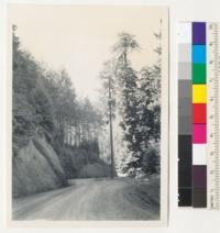 Redwood Region. On road down into Rockport from Hardy Creek divide. Just widened by County. Young growth, mainly Douglas fir, on lands logged by old Cottoneva Lumber Company, about 1900 or before. Note young stand in background slope. 10-2-43 E. F