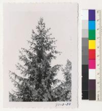 Norway spruce with cones at Michigan State College campus, East Lansing. Metcalf. October 1953