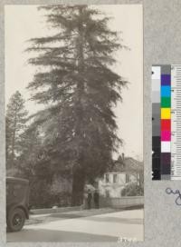 A splendid example of the Coast redwood growing on the street in Placerville, El Dorado County, is about forty inches diameter at breat height, over 100 feet high and is probably in the neighborhood of seventy years old