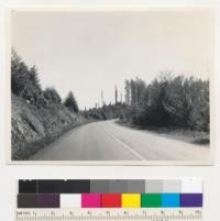 Redwood Region. Highway about 7-8 miles south of Crescent City through Hobbs Wall and Company. 1933 clear-cutting. To show rapid development of redwood and Douglas-fir reproduction on right side of road. Seedlings on left bank much smaller; drier and tighter soil. E.F. 10-4-42