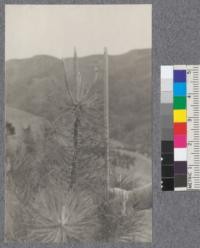 Leader growth on 5-6 year Torrey Pine. Strawberry Canyon, Berkeley Hills. January 20, 1920. Growth of present season 10"