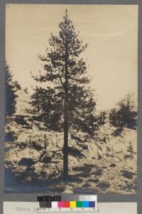 Pinaceae Pinus jeffreyi - Jeffrey Pine