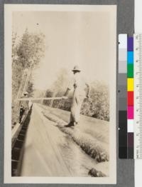 Logging in California. Vew shows a flume with one of flume watchmen riding a log