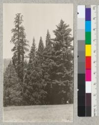 Plot 5 Whitaker's Forest, July 1926, mature Sequoia at left, sugar pine at right in corner of the plot