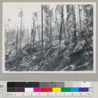 Redwood Region. Selective logging above mouth of Bear Creek near Pepperwood, California. Pacific Lumber Company. From Landing #1 in Bear Creek. 60,000 - 70,000 ft. per acre. Tractor logging. Before burning of slash. Aug. 6, 1945. E.F