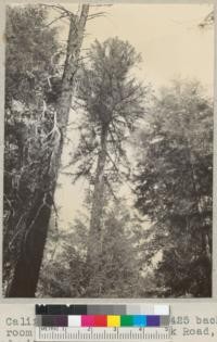 Camp Califorest. Sugar Pine #425 back of club room and nearer Bear Creek Road, loaded with about 200 cones. June 22, 1936 E.F