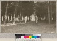 Crew of two men marking trees for removal in Monterey pine plantation at Presidio with red paint