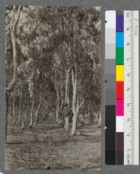 Rows of Eucalyptus leucoxylon west side of Plot M. Santa Monica Forestry Station, July 1919. Ferdinand Hoffman landscape architect in foreground