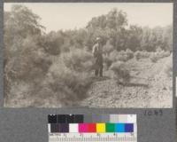 Plantation of Bishop Pine (Pinus muricata) Chico Station. Set out Feb. 1917. 4 years old from seed. Photo Sept. 1920