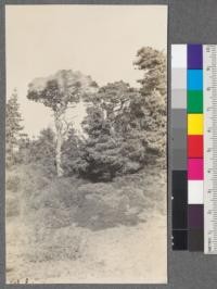 At the edge of a Bishop Pine stand. Inverness, Marin County, California. October 1914. A. E. Wieslander