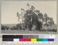 The big valley oak one-half mile south of Guinda School, Yolo County. 103" diameter at breast height x 100' and crown diameters of 132 and 115 feet. June 1938. Metcalf