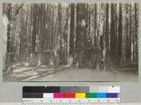 Big River, Mendocino County, California. Second growth redwood. Plot #1. The white strings were used in mapping the trees. March 1923, E.F