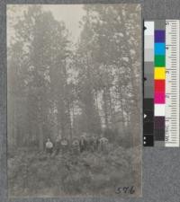 High school forestry class in the stand of western yellow pine of the sand flats area near Scotts Valley. Stand about 40-50 years old. Elevation 500-600 feet. Area of stand 5-6 square miles