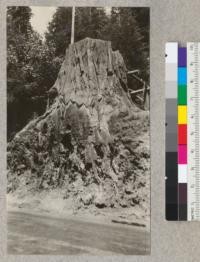 Redwood Utilization Study. The root system of a 50 inch redwood stump opposite the Park Ranger's house on the Redwood Highway near Myers Ranch. The roots interfered with the roadway and were partially cut through. Notice the depth to which they penetrate. E.F. Jul, 1928