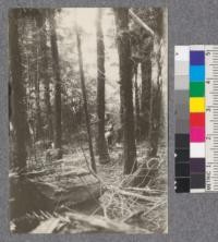 A thinned seventeen year old third growth stand of redwood. About $5.00 profit per acre in cordwood. Freshwater. September 1922