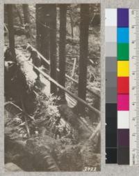 Sprouting of a redwood tree used as a bridge across a stream. Arcata City Park, Humboldt County, April, 1925